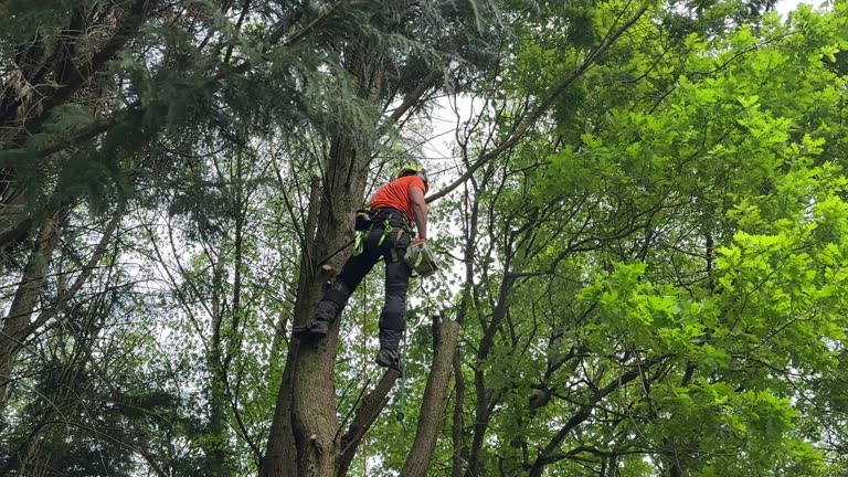 Best Seasonal Cleanup  in Normandy Park, WA